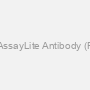 Human CtBP1 AssayLite Antibody (RPE Conjugate)